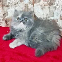 پرشین بلو|گربه|تهران, دانشگاه شریف|دیوار