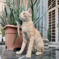 گربه نارنجی  خوشگل