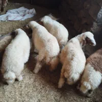 میش و بره فروشی