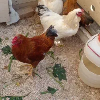 چهارعددخروس دورگ