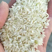 برنج کامفیروزی لوکس(بدون واسطه)|خوردنی و آشامیدنی|مرودشت, بهارستان|دیوار