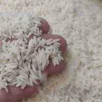 برنج هاشمی معطر کشت دوم و اول|خوردنی و آشامیدنی|تربتحیدریه, حسنی بالا|دیوار