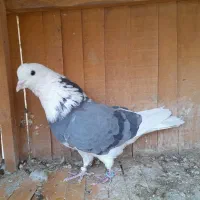 کبوتر پرشی و کوتوله برزیلی|پرنده|اصفهان, کوی امیریه|دیوار