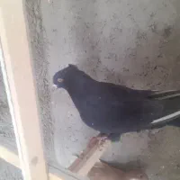 دم سیاه تهران|پرنده|قزوین, |دیوار