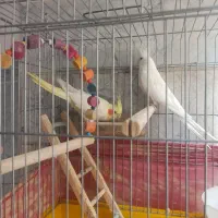 عروس هلندی خوشگل