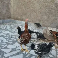 جوجه و مرغ لاری|حیوانات مزرعه|نوشهر, |دیوار