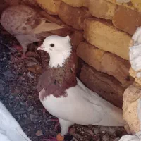 کبوتر طوقی
