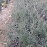 فروش گل گیاه|خدمات باغبانی و درختکاری|آبیک, |دیوار