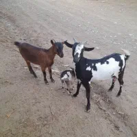 بز آلپاین|حیوانات مزرعه|تایباد, |دیوار