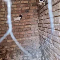 چند تا کبوتر خوب پرشی رنگی فروشی