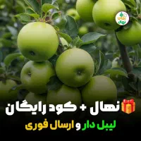 نهـال سیــب گالا پرفروش خوش‌رنگ و بازاری