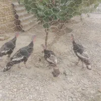 چهار عدد بوقلمون