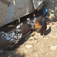 فروش تخم مرغ و مرغ گلین لری|حیوانات مزرعه|گرگان, |دیوار