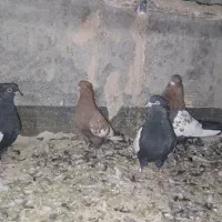 سینه ای|پرنده|لنجان, |دیوار