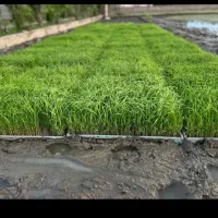 توم نشا درجه یک هاشمی