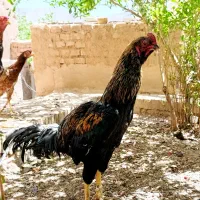 خروس لاری
