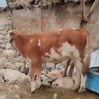 گاو|حیوانات مزرعه|ایذه, |دیوار