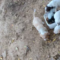 توله شکاری یا دمبلانی عالی موقع یادگیری هستن|سگ|مینودشت, |دیوار