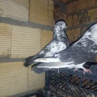 کبوتر پرشی نژاد سوخدیم