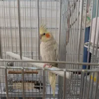 عروس هلندی نر هشت ماهه|پرنده|فردیس, شهرک شهید حسینی|دیوار