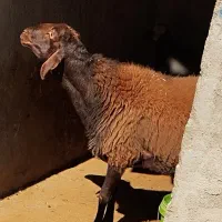 قوچ افشار مهربان|حیوانات مزرعه|ویسیان, |دیوار