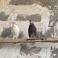 کبوتر|پرنده|بادرود, |دیوار