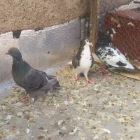 زاغ     کله سیاه ماده     ساده|پرنده|بیرجند, |دیوار