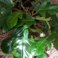 گل وگیاه|گل و گیاه طبیعی|شیروان (خراسان), |دیوار