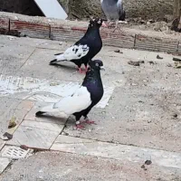 کبوتر سینه سیا