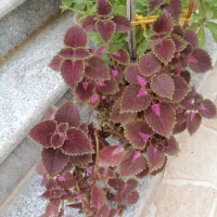 حسن یوسف خوشرنگ و بزرگ