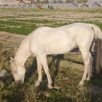 نریون خیلی آرام|اسب و تجهیزات اسبسواری|میان جلگه, |دیوار