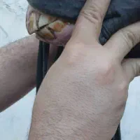 اسب|اسب و تجهیزات اسب‌سواری|اهواز, اهواز|دیوار