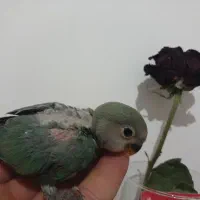 برزیلی‌سرلاکی