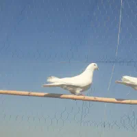 سلام یه کبوتر  ماده از نصل شمرونی