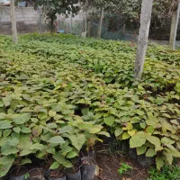 نهال کیوی هایوارد طلایی|گل و گیاه طبیعی|لیسار, |دیوار