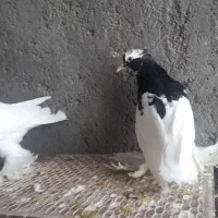 کبوترطوقی پاپرسلطنتی|پرنده|لامرد, |دیوار