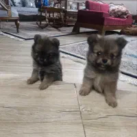 پامرچشم روباهی نر فروشی/لوکیشن عظیمیه