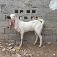 گیسه گلابی خالص