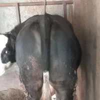 گوساله سیمینتال