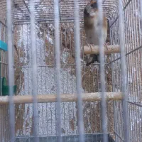 سهره دورگ شطرنجی