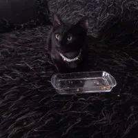 واگزاری بچه گربه۳ماه