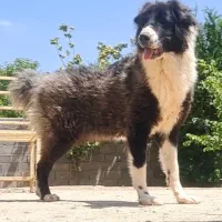 واگذاری سگ قدرجونی|سگ|مبارکه, |دیوار