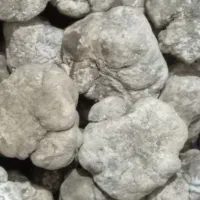 فروش دنبلان تازه خبر ساعت پاسخ گویی تا 11 شب