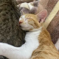 واگذاری گربه نارنجی و پلنگی|گربه|رشت, بوسار|دیوار