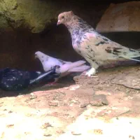 کاکلی پاپر|حیوانات|محلات, |دیوار