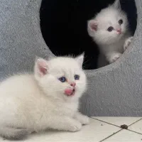 گربه بریتیش سیلور ns12