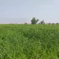 اجاره زمین کشاورزی