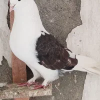 کبوتر پرشی خوب