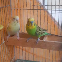 مرغ عشق|پرنده|اردبیل, |دیوار
