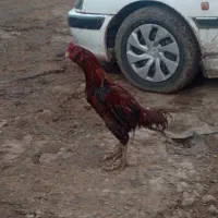 خروس لاری|حیوانات مزرعه|مشگین شهر, |دیوار